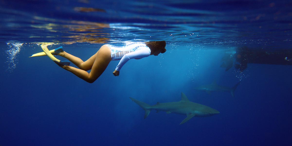 Oahu shark diving tours