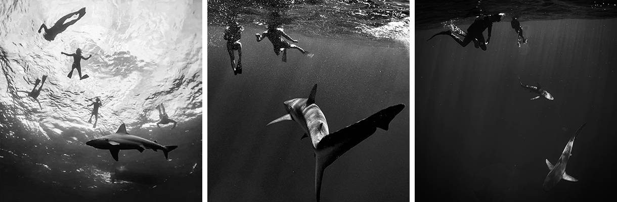 shark dive tour hawaii oahu
