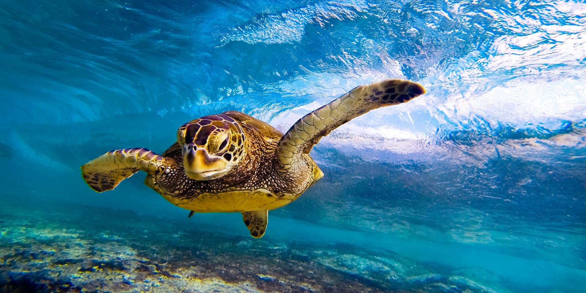 hawaiian green sea turtle anthony tortoriello