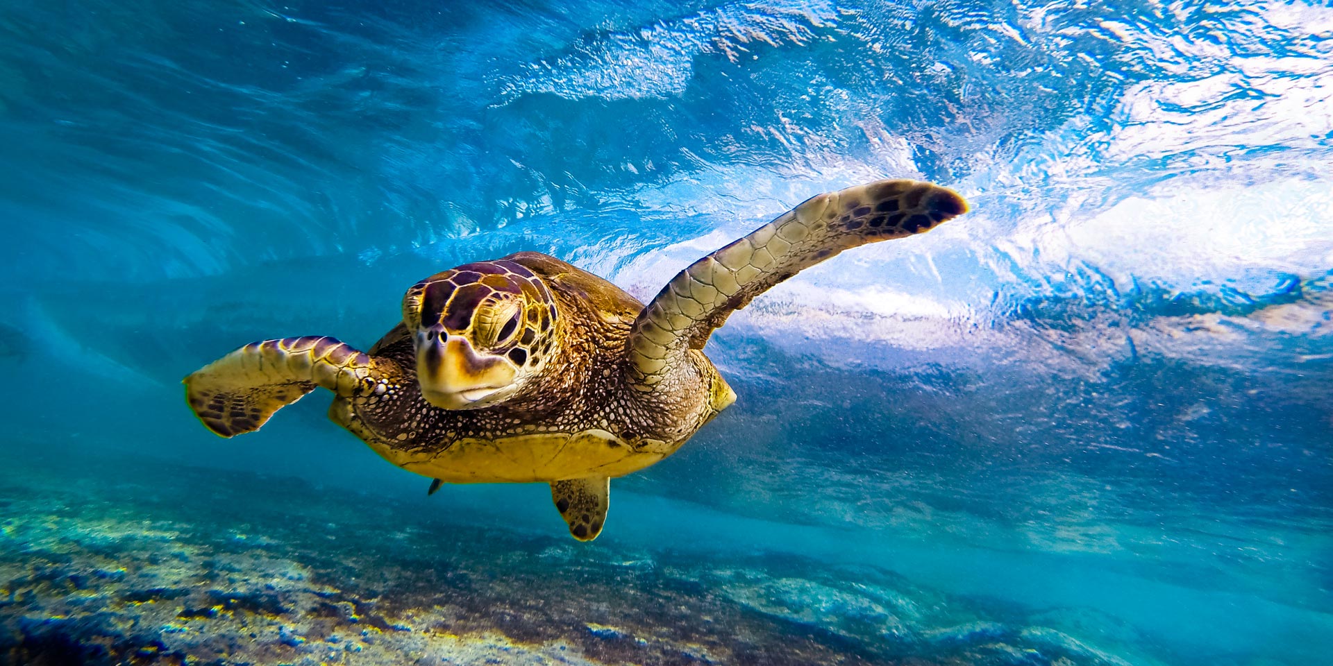 hawaiian green sea turtle anthony tortoriello