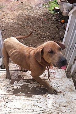 pit bull hawaii north shore