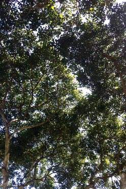 acacia trees