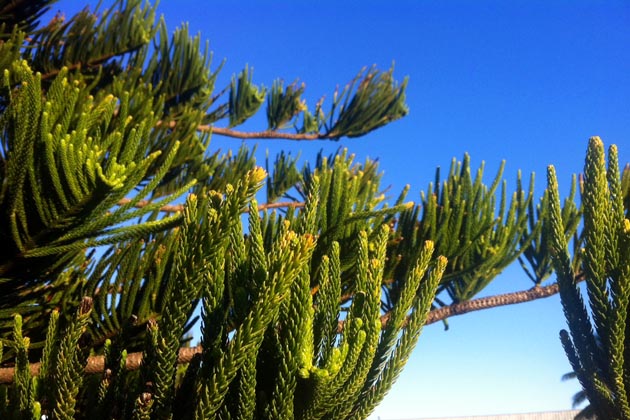 tree