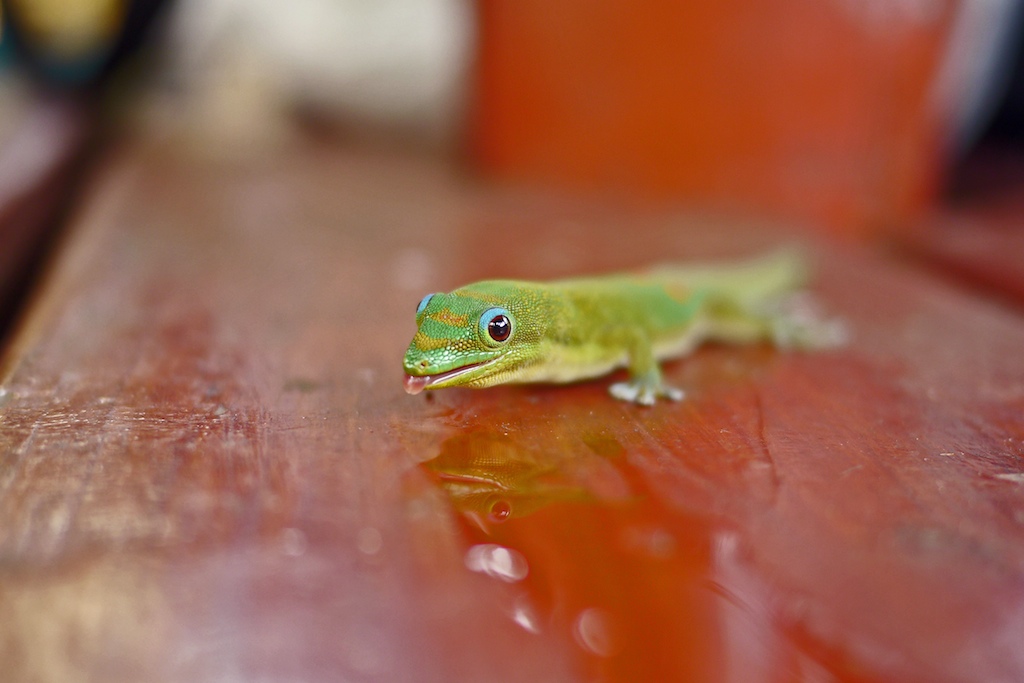 Close up of day gecko drinking water at Coffee Gallery in Haleiwa, North Shore, Oahu, Hawaii