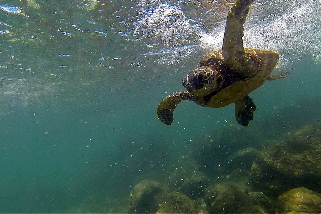 Green sea turtle, North Shore, Oahu, Hawaii