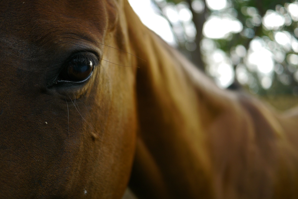 Horse near Waialua, North Shore, Oahu, Hawaii