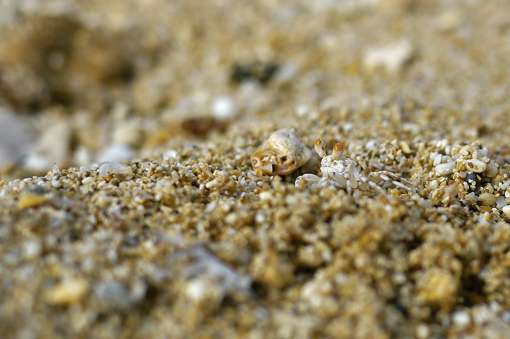 Ghost crab on beach, North Shore, Oahu, Hawaii