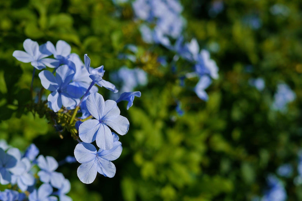 Plumbago flowers by the side of the bike path, Sunset Beach, North Shore Oahu, Hawaii