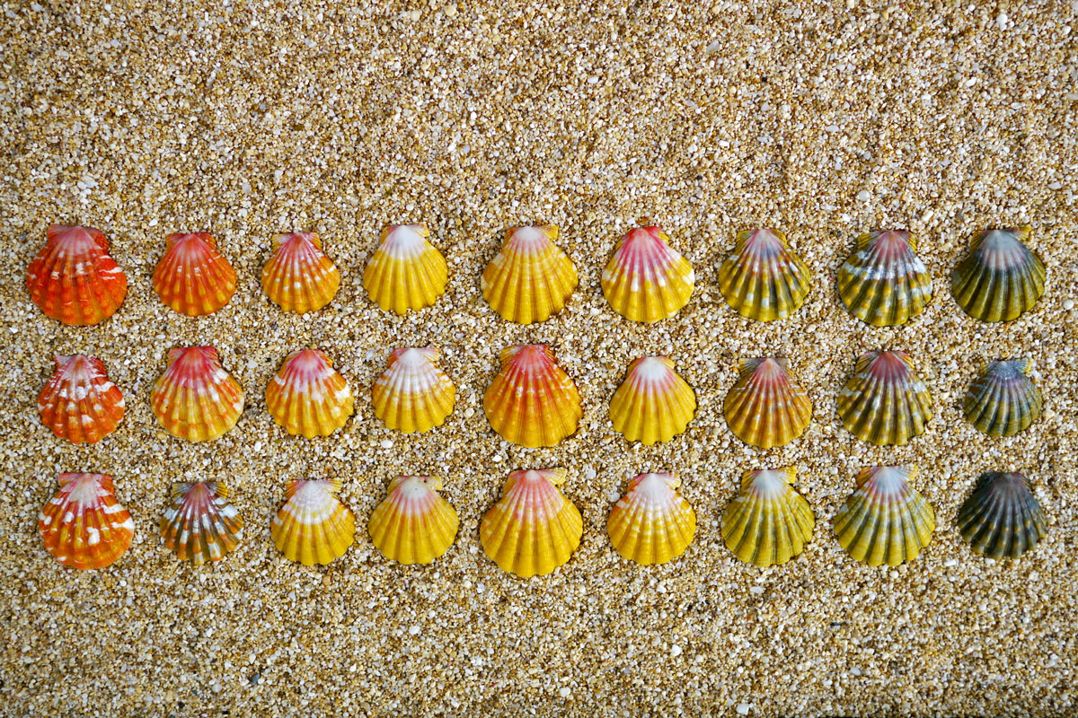 sunrise shell color variation