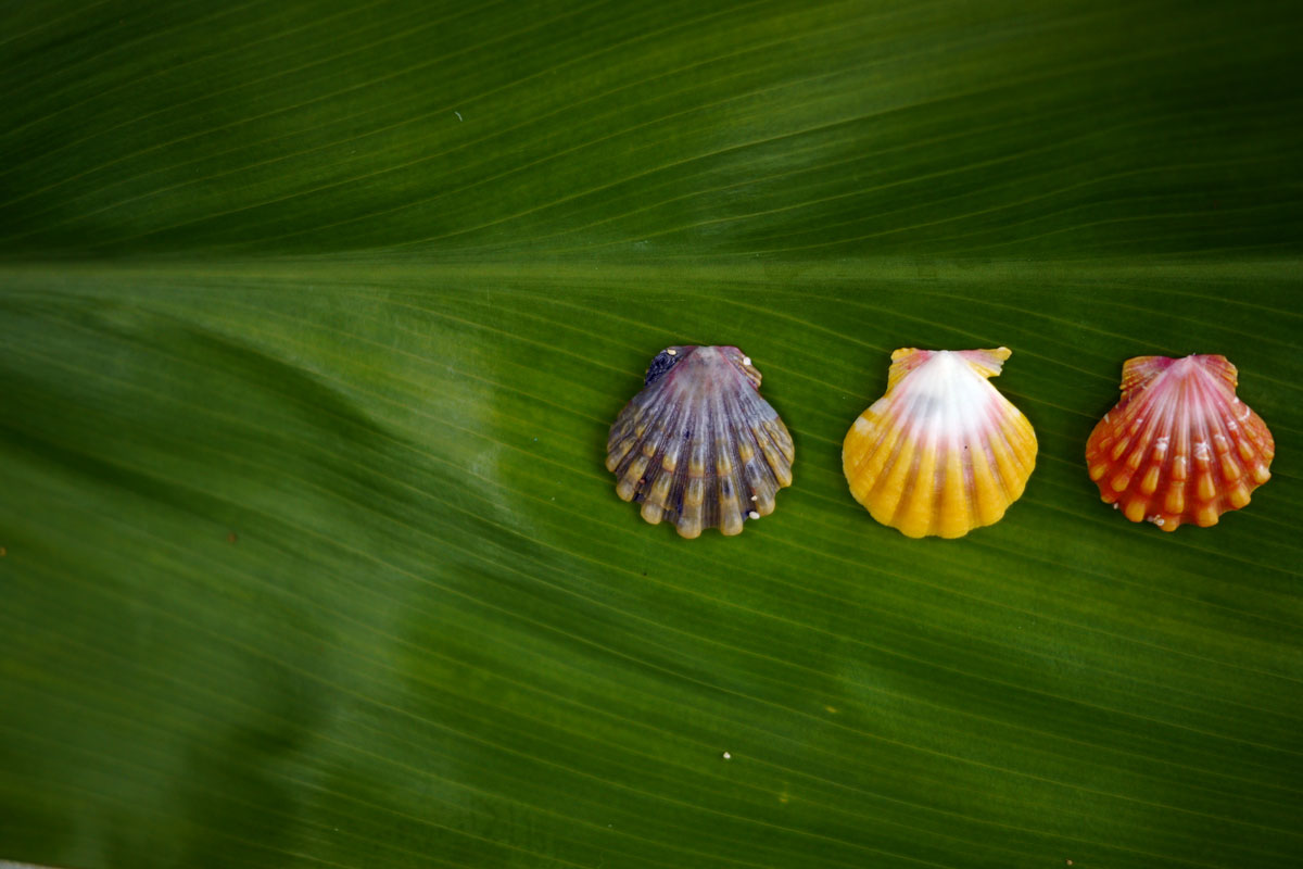 sunrise shell color variety