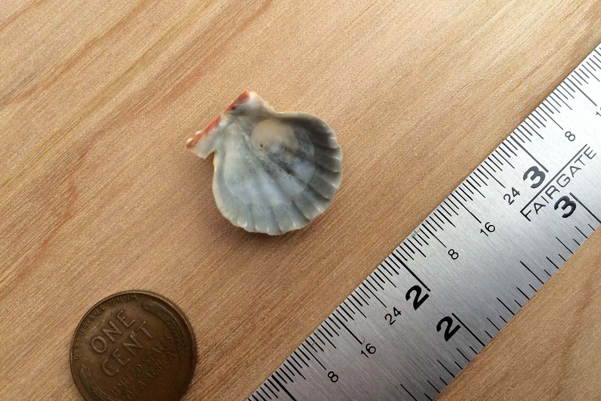 Reverse side of a blue Hawaiian sunrise shell in pristine condition.