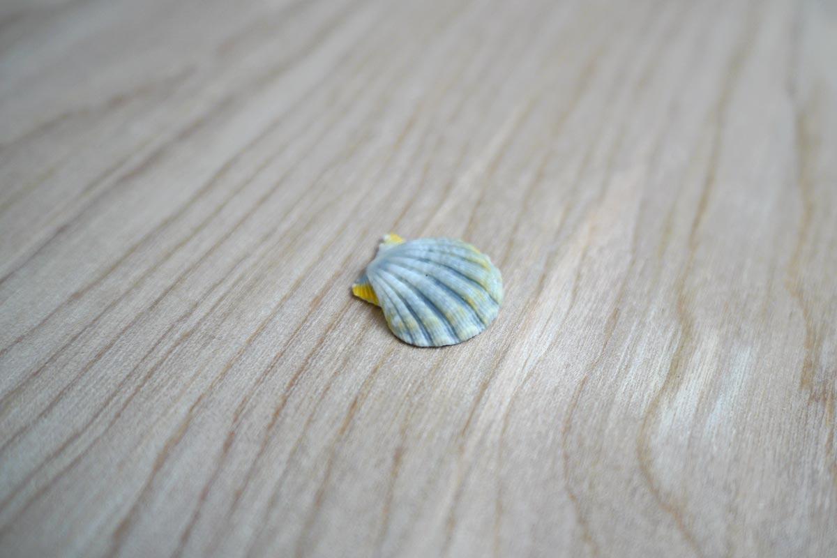 Rare sunrise shell for jewelry making.