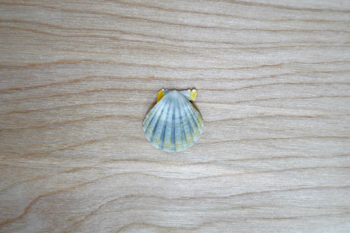 Front side angle view of rare blue Hawaiian sunrise shell for sale