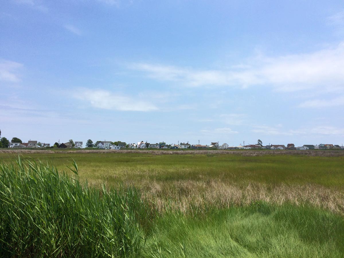 Tangier Island salt marsh